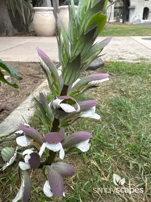 Acanthus