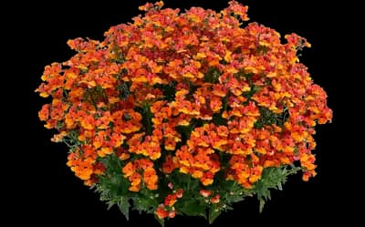 Nesia™ Tangerine Nemesia hybrida