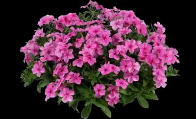 Phloxstar™ Pink Phlox drummondii