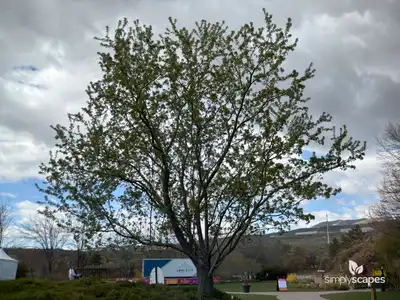 Silver Maple Tree