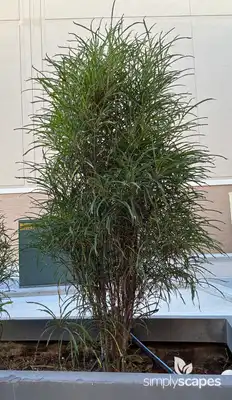 Fine Line® Buckthorn