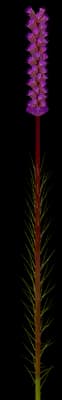 Blazing Star