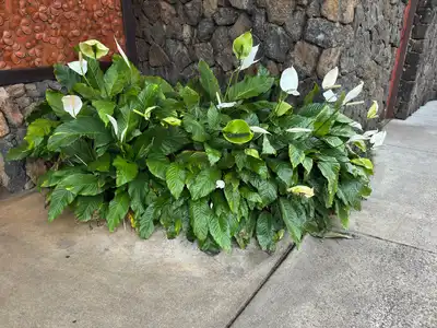 Peace Lily
