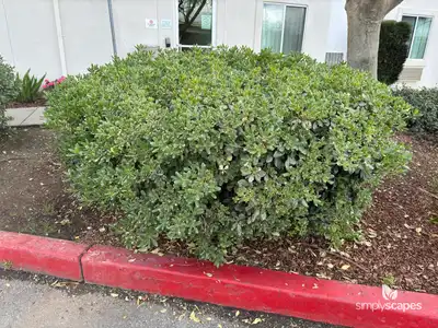 Mock Orange