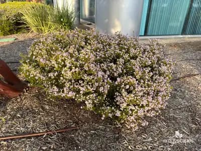 Moss Campion