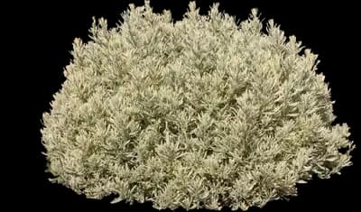 Lavender 'Meerlo'