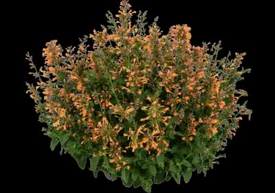 Sunny Sparks™ Tangerine Snapdragon