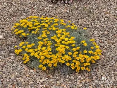 African Daisies