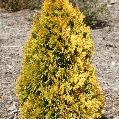 Filips Magic Moment' Arborvitae