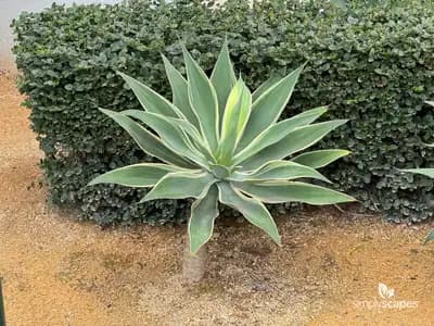 Variegated Fox Tail Agave