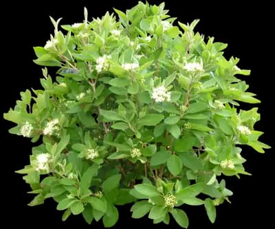 PO17S Mini Man Viburnum