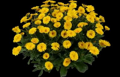 Cheers™ Yellow Calendula officinalis