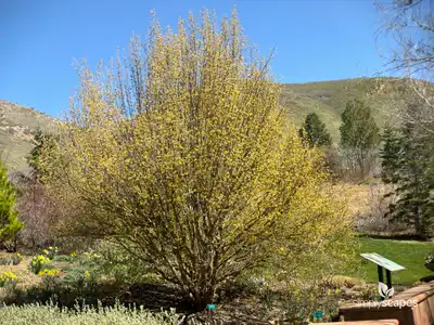Cornelian Cherry Dogwood