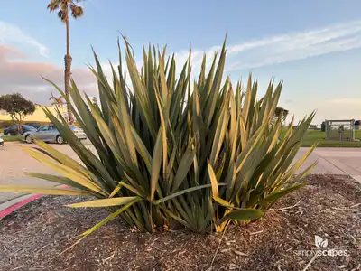 New Zealand Flax (Phormium tenax)