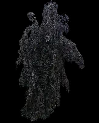 Purple Fountain™ Weeping Beech Tree