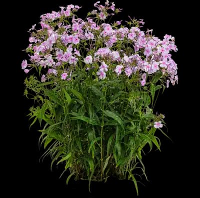 'Opening Act Pink-a-Dot' Hybrid Phlox