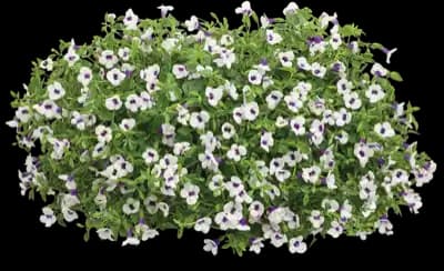 Catalina® Grape-o-Licious™ Wishbone Flower