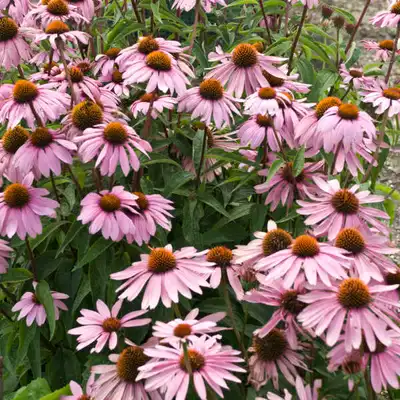Magnus Purple Coneflower