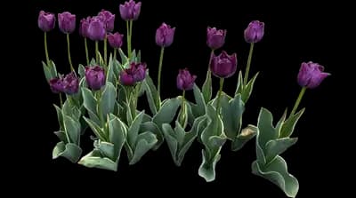 Tulip 'Caravelle Design Single Late'
