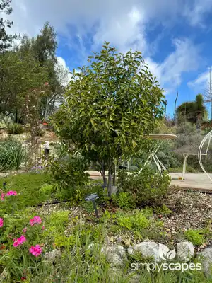 Banana Shrub