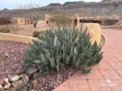 Beavertail Cactus