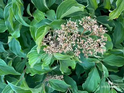 Roughleaf dogwood