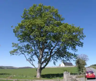 Sycamore Maple Tree