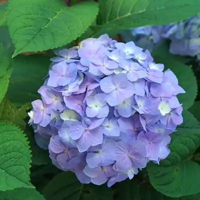 Let's Dance Sky View® Reblooming Hydrangea