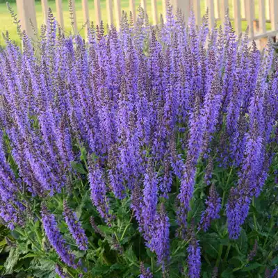 May Night Meadow Sage
