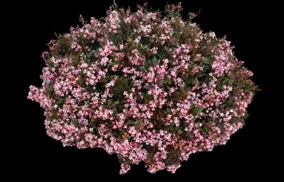 La Vida Grande Indian Hawthorn