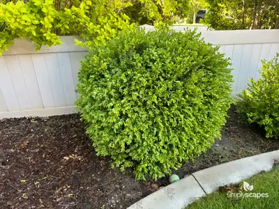Boxwood Shrub