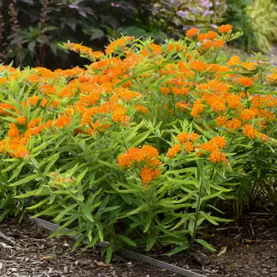 Butterfly Weed (Tuberosa)
