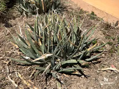 Utah Agave