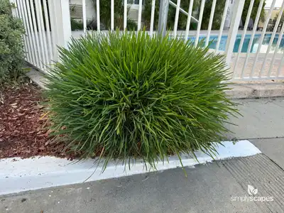 Society Garlic Plant