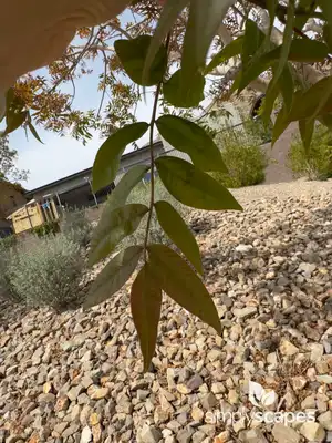 Pistachio Tree