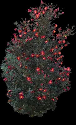 Yuletide Camellia