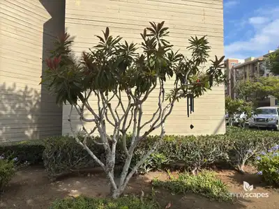 Bronze Loquat