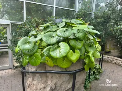 Giant Leopard Plant