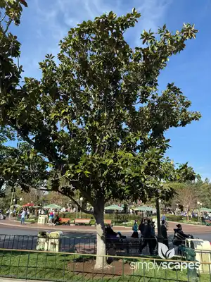 Southern Magnolia