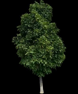 Easy Street Norway Maple