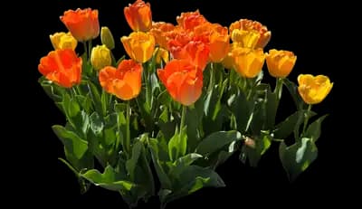 Tulip 'Daydream'