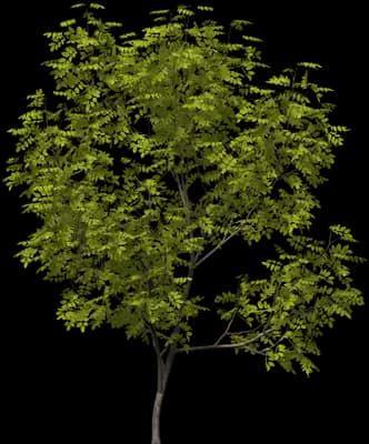 Manna Ash
