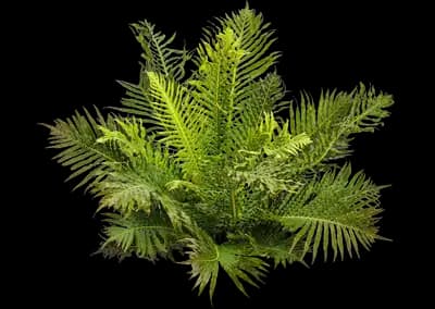 'Silver Lady' Tree Fern