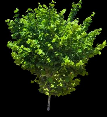 Jefferson Filbert Hazelnut Tree
