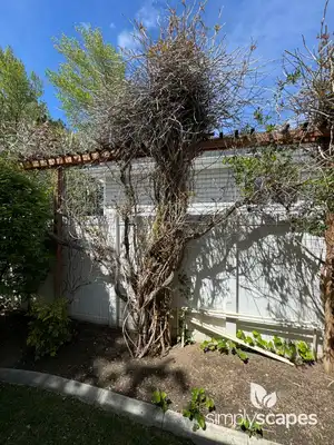 Trumpet Vine Plant