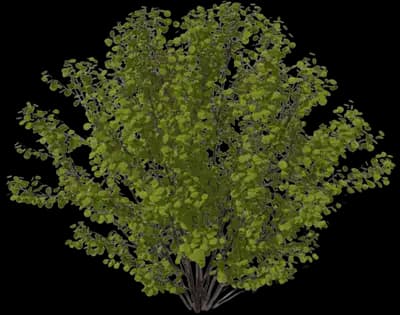 Hazelnut Tree