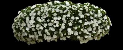 MiniFamous® Neo Double White Calibrachoa
