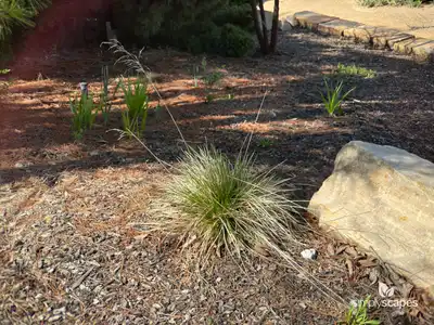 Tufted Hairgrass Plant