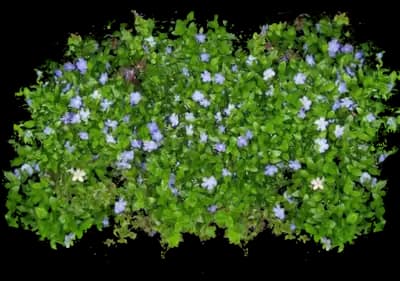 Periwinkle