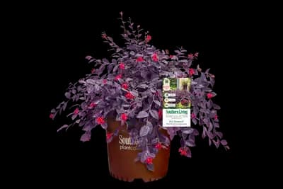 Red Diamond™ Midsize Loropetalum